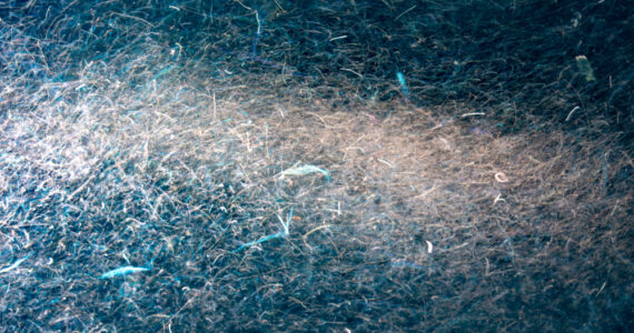 a swarm of krill in the water