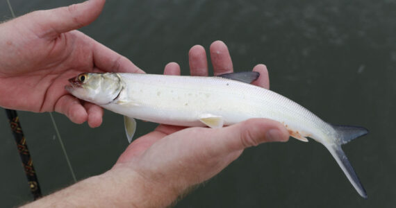 ladyfish
