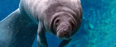 manatee close up portrait underwater