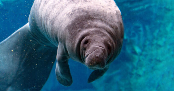manatee close up portrait underwater