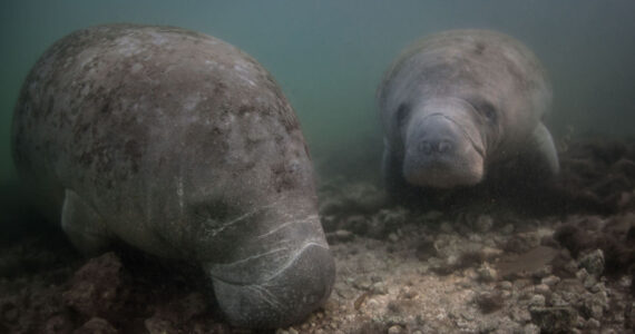 manatee eating