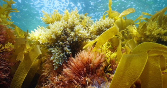 ocean plants