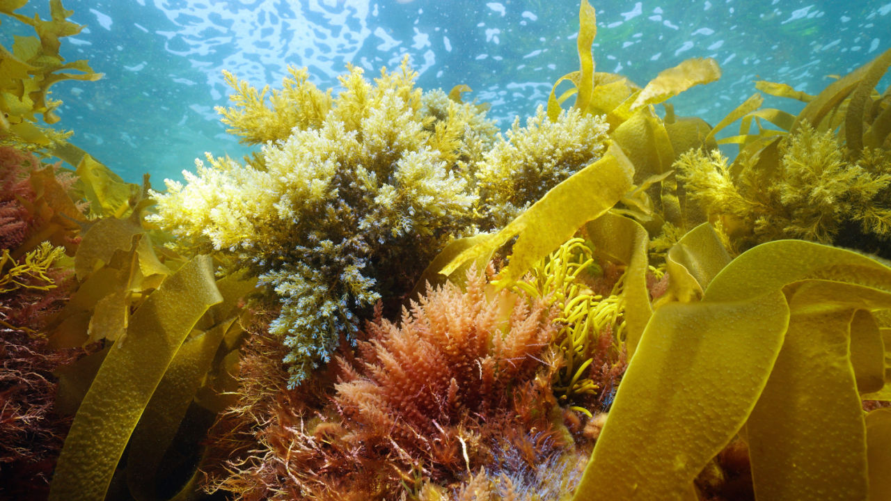 Underwater Life Plants Images And Names 10 Wonderful Underwater Plants Underwater Life Plants Images And Names 10 Wonderful Underwater Plants