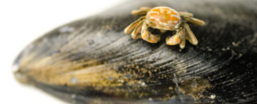 pea crab smallest crab in the world