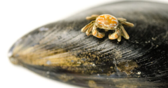 pea crab smallest crab in the world