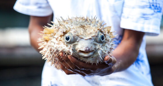 poisonous puffer fish