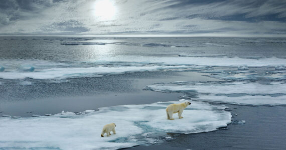 polar bear sow and cub walk on ice floe in norwegian arctic ocean