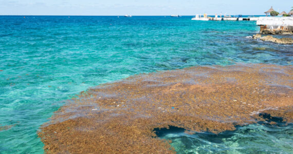 sargassum seaweed