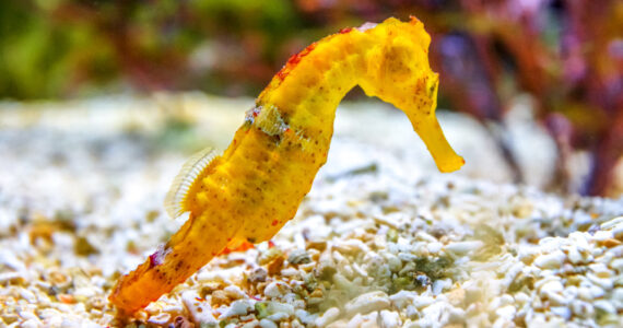a yellow seahorse swimming underwater