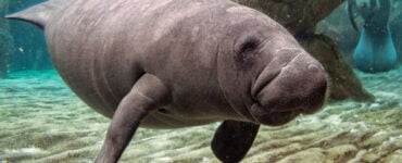 young manatee close up