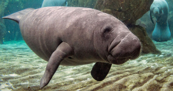 young manatee close up