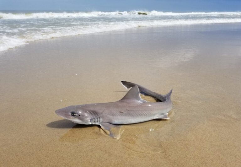 Are Dogfish Dangerous?