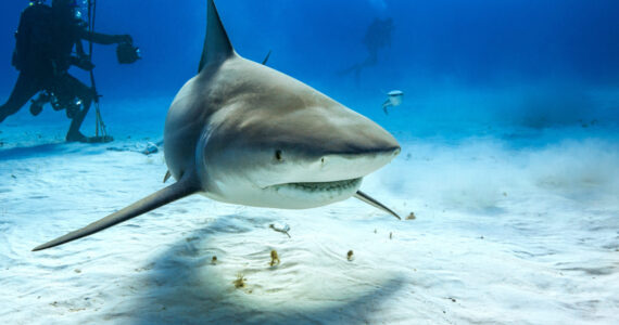 Bull shark in caribbean sea