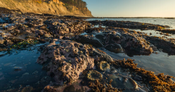 California Tide Pools