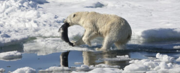 Female Polar bear (Ursus maritimus) with two cubs hunting dragging a dead ringed seal