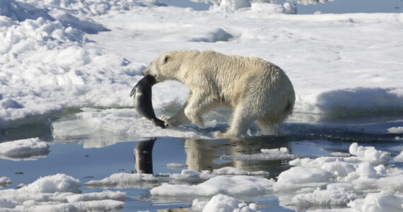 Female Polar bear (Ursus maritimus) with two cubs hunting dragging a dead ringed seal