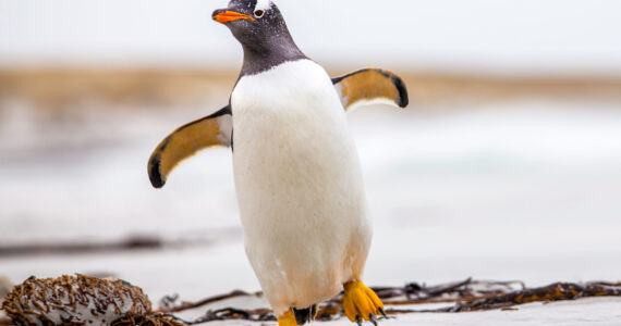 Gentoo Penguin (Pygoscelis papua) walking with wings spread