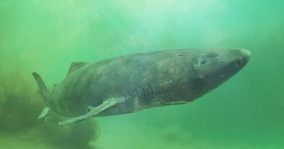Greenland shark