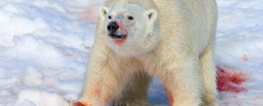 Large male polar bear covered in blood after feeding on a seal