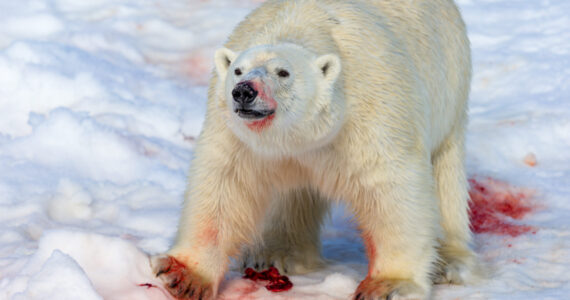Large male polar bear covered in blood after feeding on a seal