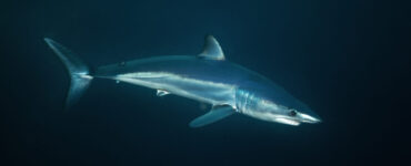 a longfin mako shark swimming