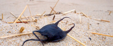 Mermaid's purse