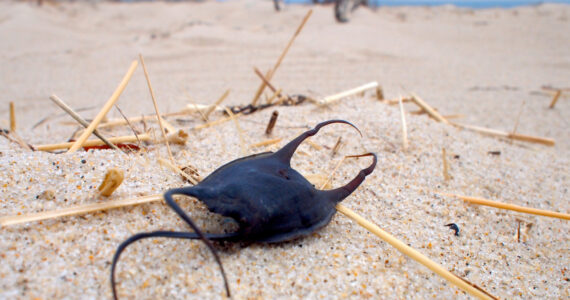Mermaid's purse
