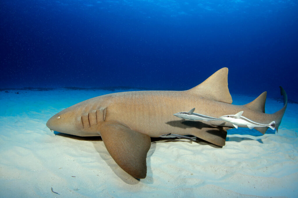 Nurse Shark Facts Habitat And Behavior