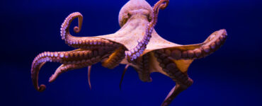 Octopus vulgaris