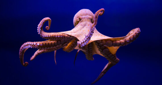 Octopus vulgaris