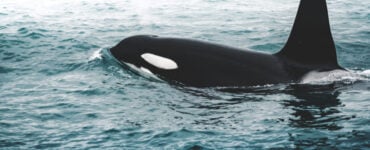 Orca Killer whale