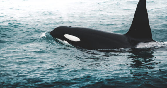 Orca Killer whale