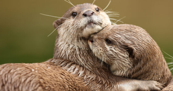 Oriental Short-Clawed Otters cuddling
