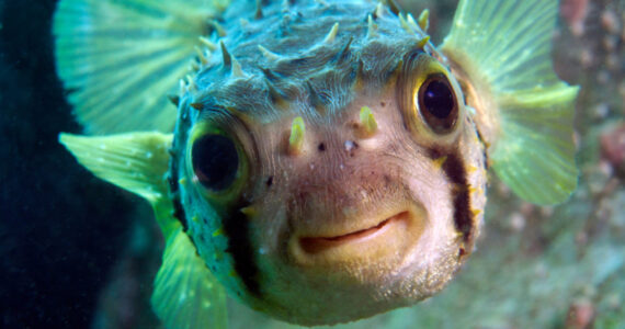fish drinking water