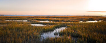 Saltmarsh on the Virginia coast
