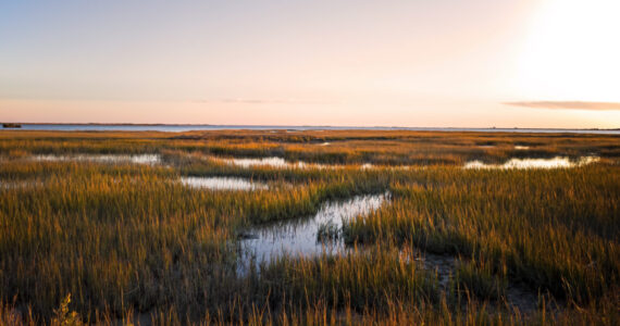 Saltmarsh on the Virginia coast