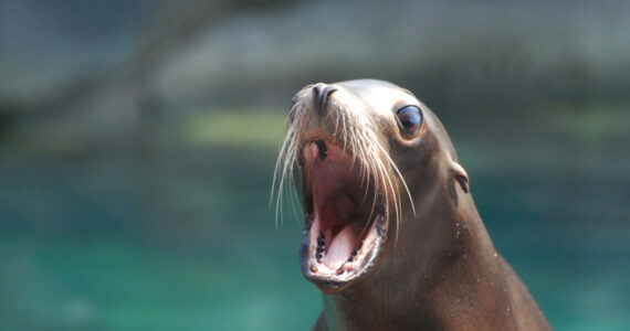 Sea Lion With His Mouth Wide
