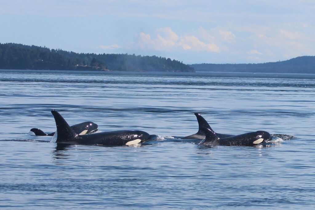 West Coast Orca pod