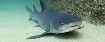 White Tip Reef Shark resting on the sand