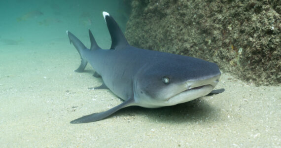 White Tip Reef Shark resting on the sand