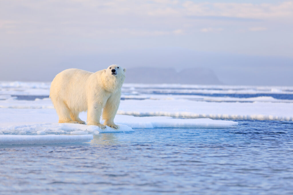 White bear feeding on drift ice with snow