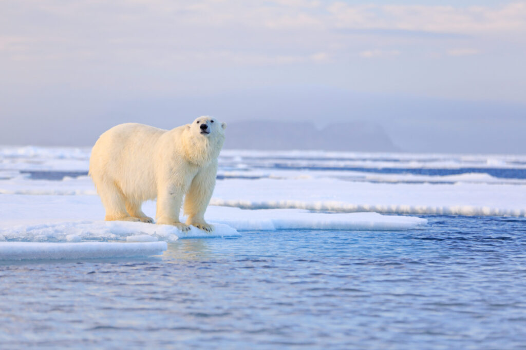 White bear feeding on drift ice with snow