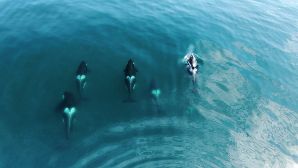 Wild Orcas killerwhales pod traveling in open water