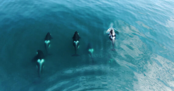 Wild Orcas killerwhales pod traveling in open water