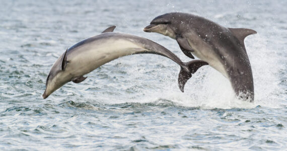 Wild dolphin