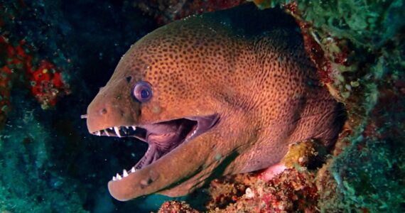 a moray eel with its mouth open peeking out of a coral reef
