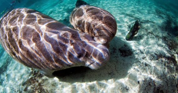 a baby manatee and its mom swimming together underwater