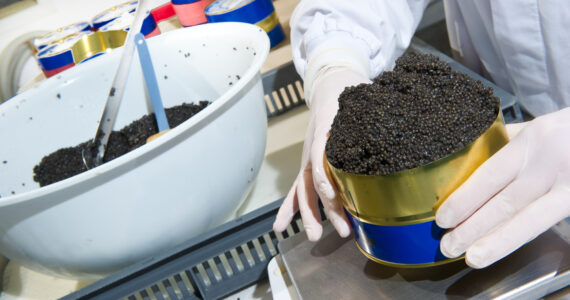 person packing a tin of caviar from a sturgeon