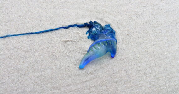 a bluebottle jellyfish on the shore