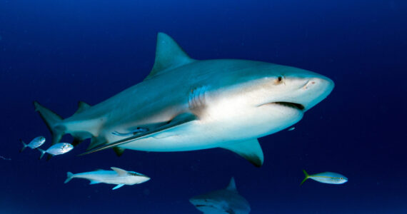 bull shark in the blue ocean